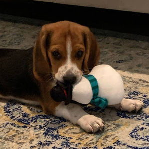 Meet your Posher, Noddie